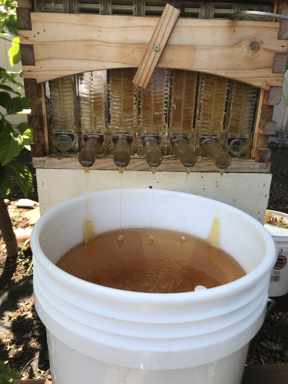 A Flow Hive mid-harvest: honey streams from the taps into a five-gallon bucket below, the frames visible through the back window.