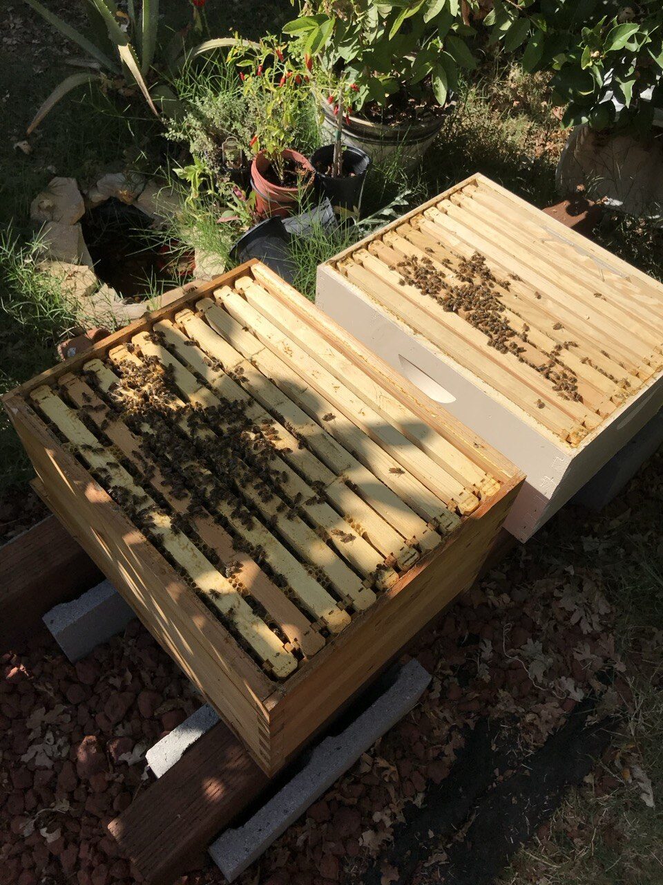 Top-down view of an open beehive in the garden with the inner cover set aside on the box next to it, bees on top of the frames, peppers and herbs growing behind.